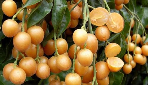 食物|女性推荐多吃3种食物，补充营养、延缓衰老，爱吃就赚了！