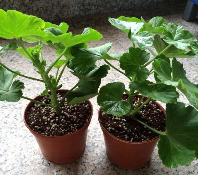 生根|此5种花,花期长又好养,扦插就生根,夏天也一个劲儿的开花