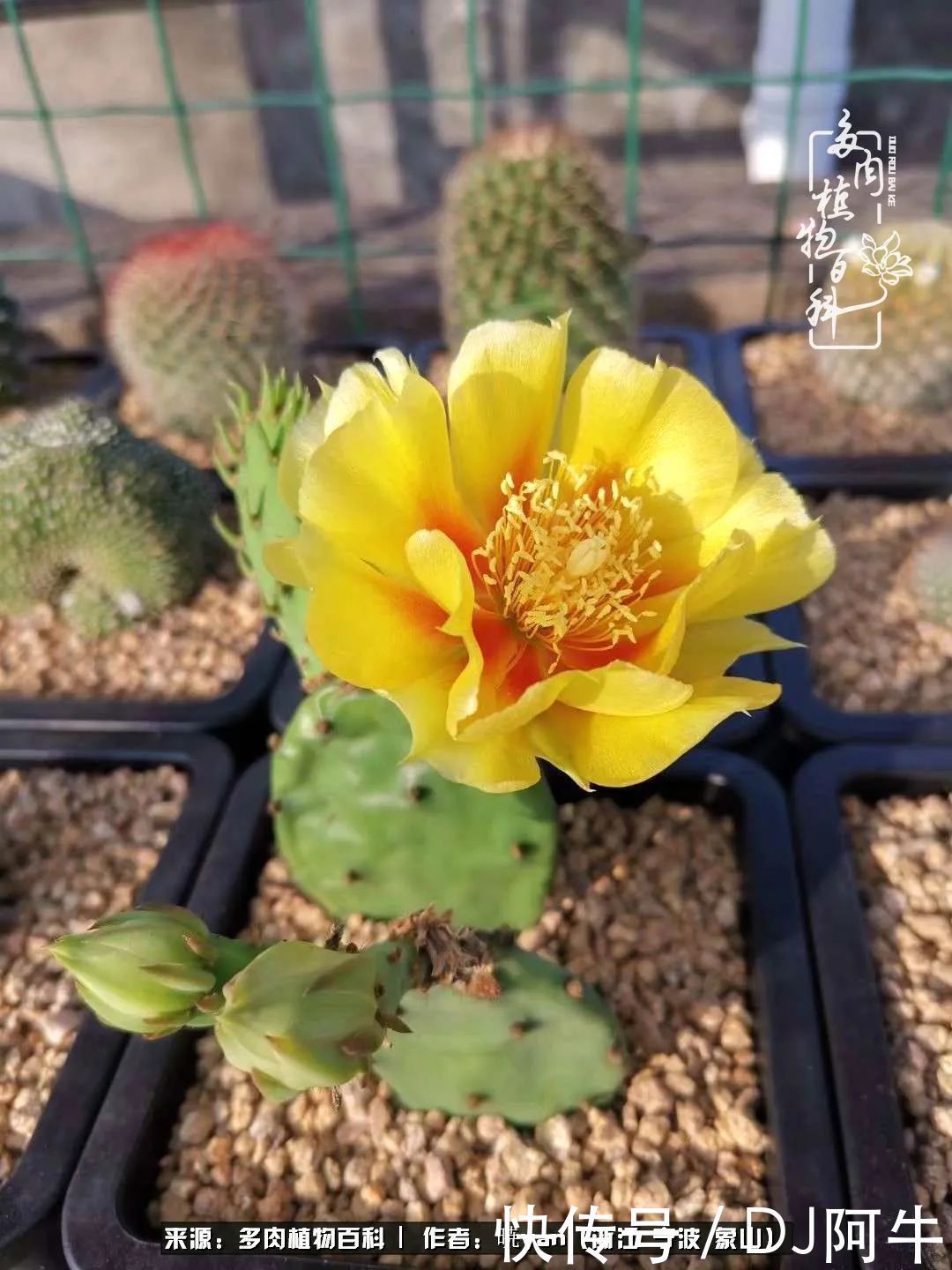 入多肉坑八年,始于初心,一切但求无愧于心