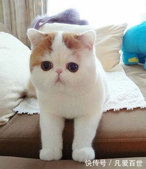 |搞笑动图:家有懒狗一只,谁要领走吧!