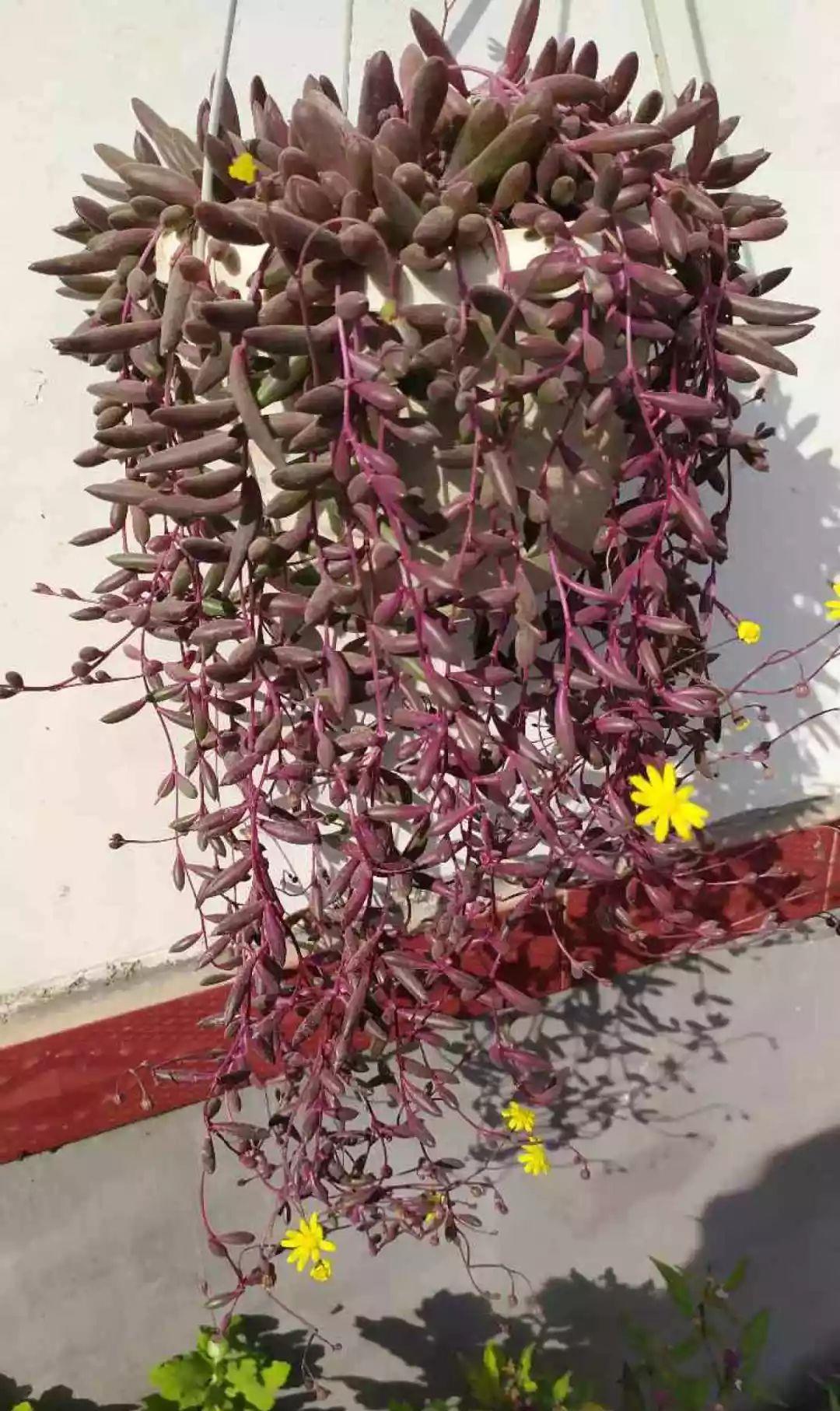 家里养盆它,挂窗边垂下2米绿窗帘,一开花更美!