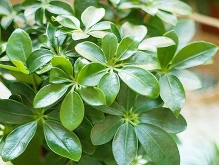 最受欢迎的4种花,花朵硕大、优美高贵,养在家里上档次!