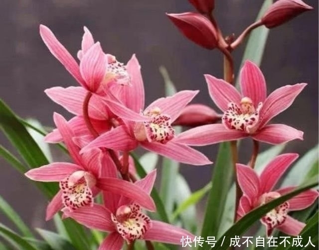 4种花花色艳、花量大，一开就美爆，漂亮上档次，值得养