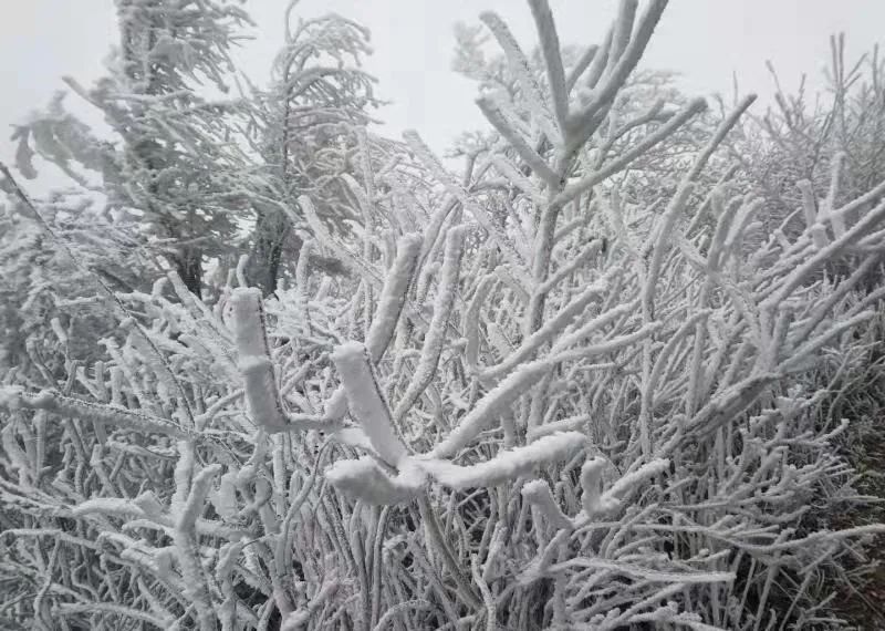 雾凇|今天杭州这里，下雪了！！！！