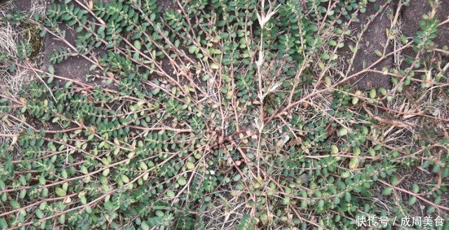 野草类|人称“根王”,却常遭踩踏,或除掉,殊不知,价值非常珍贵