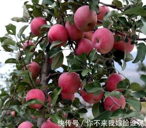 养花|院子阳台不要瞎养花，推荐几种树，果子好吃还能添福