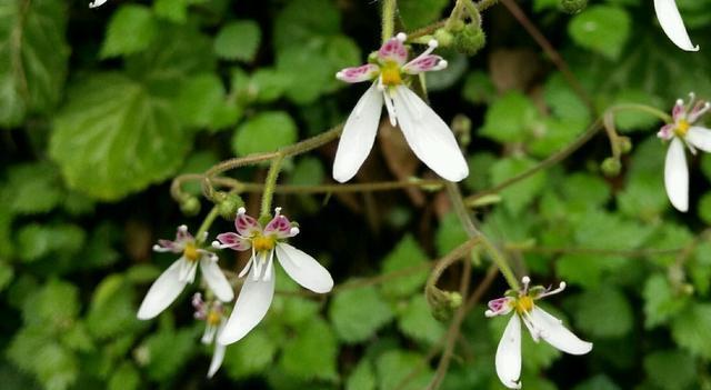 生命力顽强的花卉,能够在岩石裂缝处生存生长,有着超强的耐力