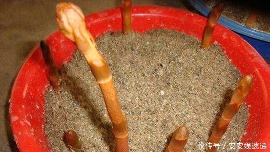 癫痫|杂草里不起眼的“它”,挖出根400一斤,是珍贵中药,能治癫痫