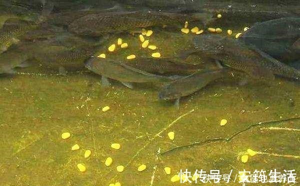 颗粒料|夜钓鲤鱼,这些注意事项能到位,想要空竿都难