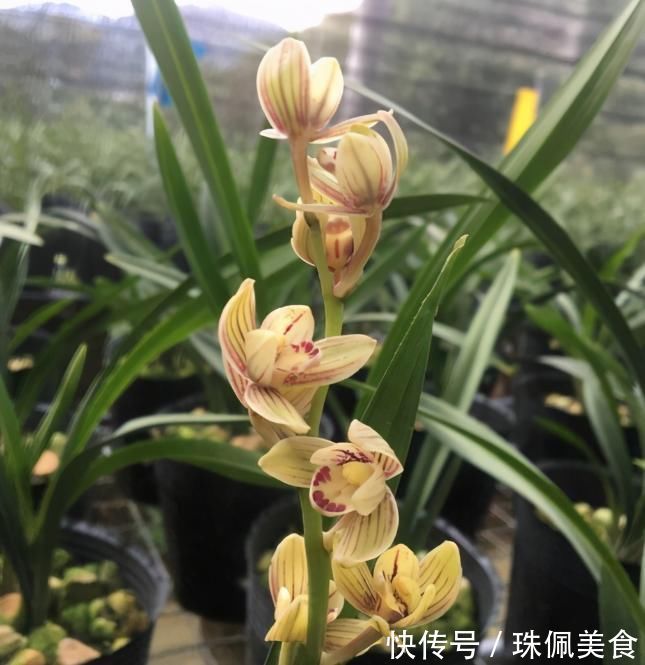 以“香味”著名的兰花,正格荷瓣,花香四溢,易芽易花,四季开花