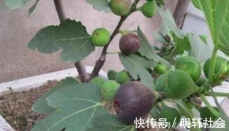 无花果树|养花不如养“果树”，1根枝条10天生根，不仅招财还有果子吃