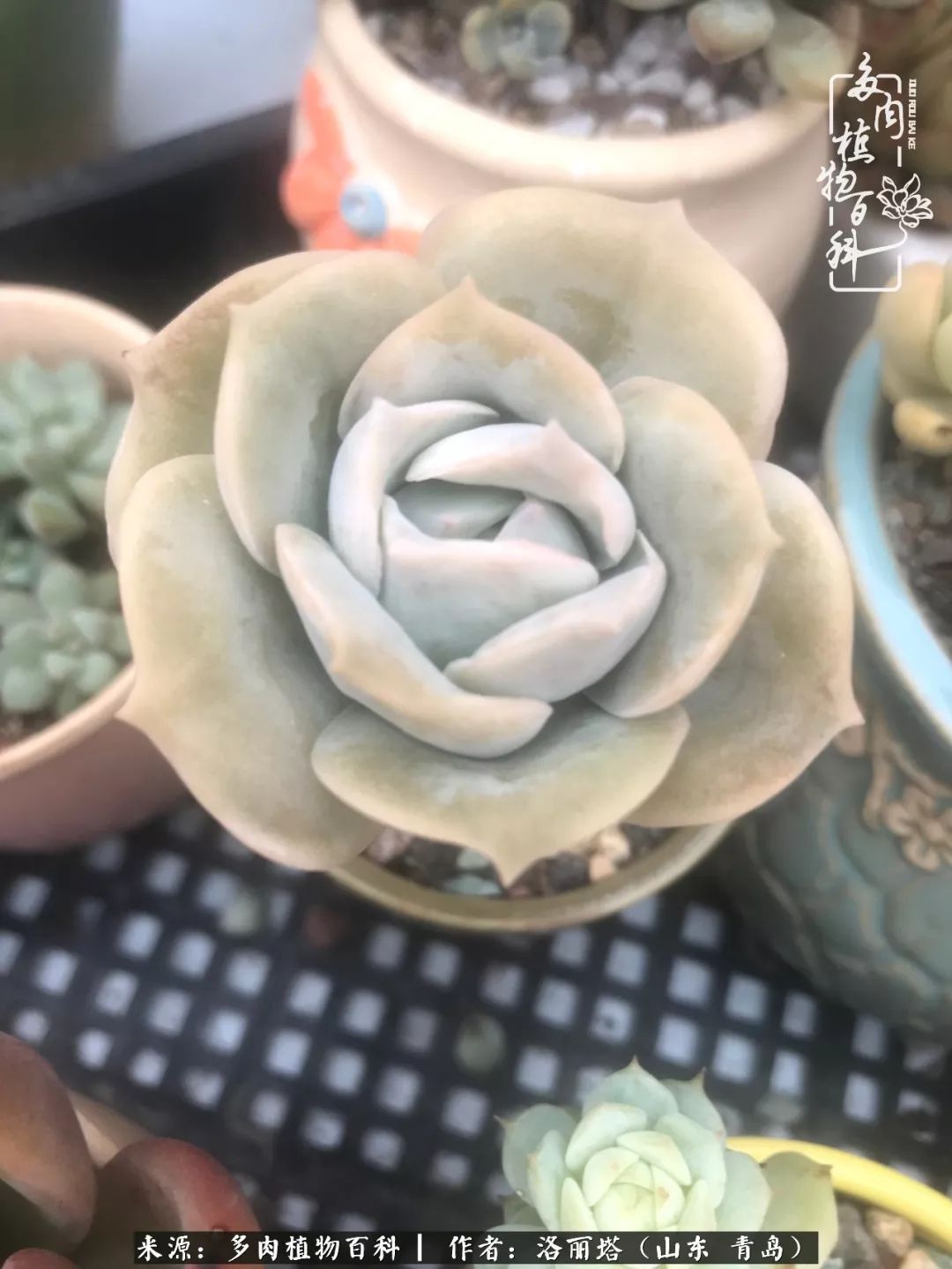 我和我的“多肉恋人”，怎么样有没有惊艳到你！