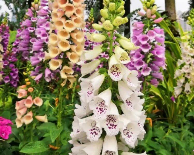 一种漂亮又好养的盆栽绿植,一片叶子就能活,一年四季花开不断