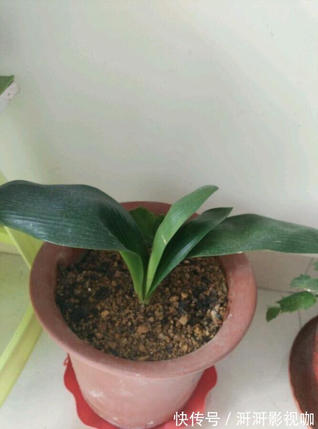 君子兰烂根别扔了，一种水泡一泡，20天满白根，长得更旺