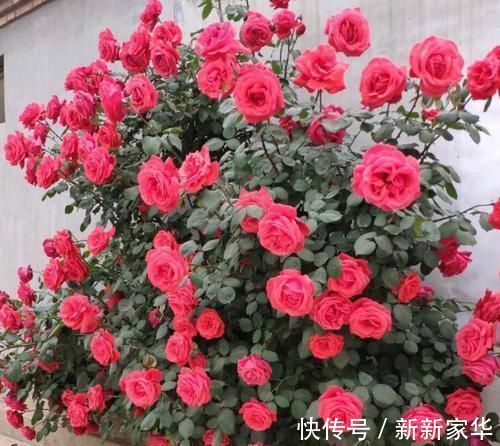 光照|专业养花人:练成这几招,杀手也能秒变“大神”