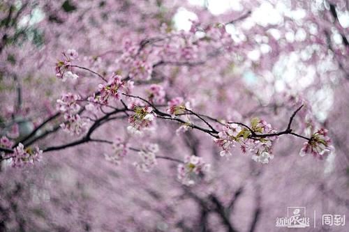 晨镜头|雨打樱花，花衬雨，雨中樱花别样美！内附保姆级拍花攻略→ |晨镜头\＂,\＂i12\＂:\＂雨打樱花，花衬雨，雨中樱花别样美！内附保姆级拍花攻略→