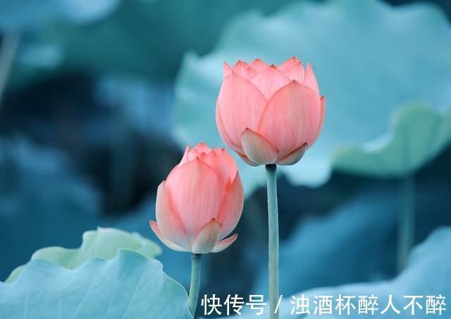 荷花#聊斋故事:荷花仙女