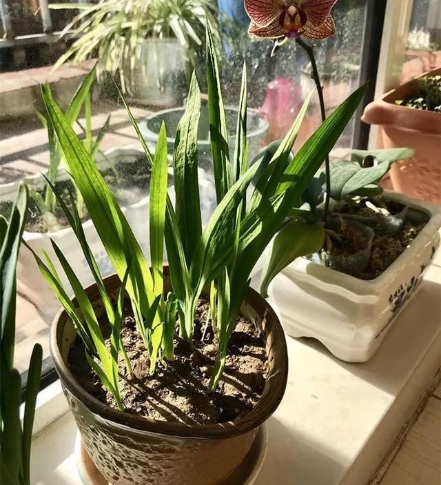 别让这花长太高，小心变成“韭菜”，再也不开花