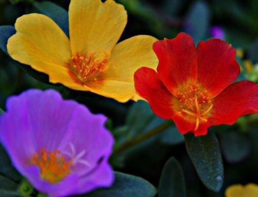几种花常年开花易爆盆,被称为花卉界的劳模,适合阳台盆栽