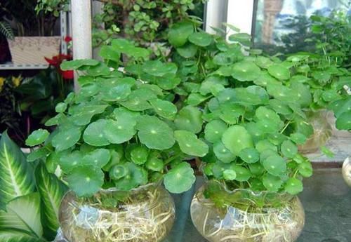 植物|家里养“1种花”,春天“剪几刀”,放阳台加点水,嗖嗖冒新叶