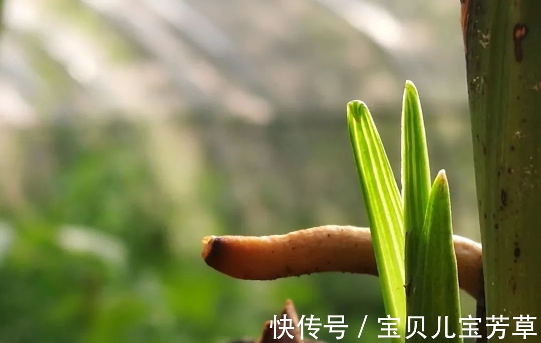 刚买的兰花怎么种?4种常犯的错误,新手兰友要学会避免