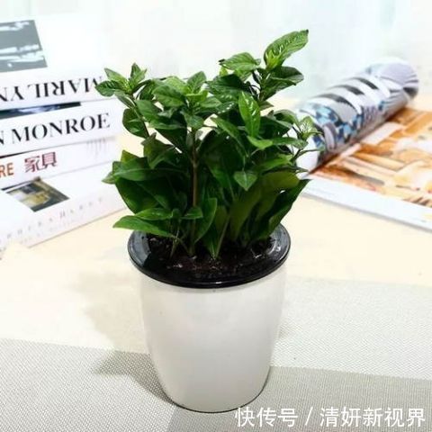 这几盆号称“浇不死”盆栽,吸收甲醛空化空气,聪明人都在养!