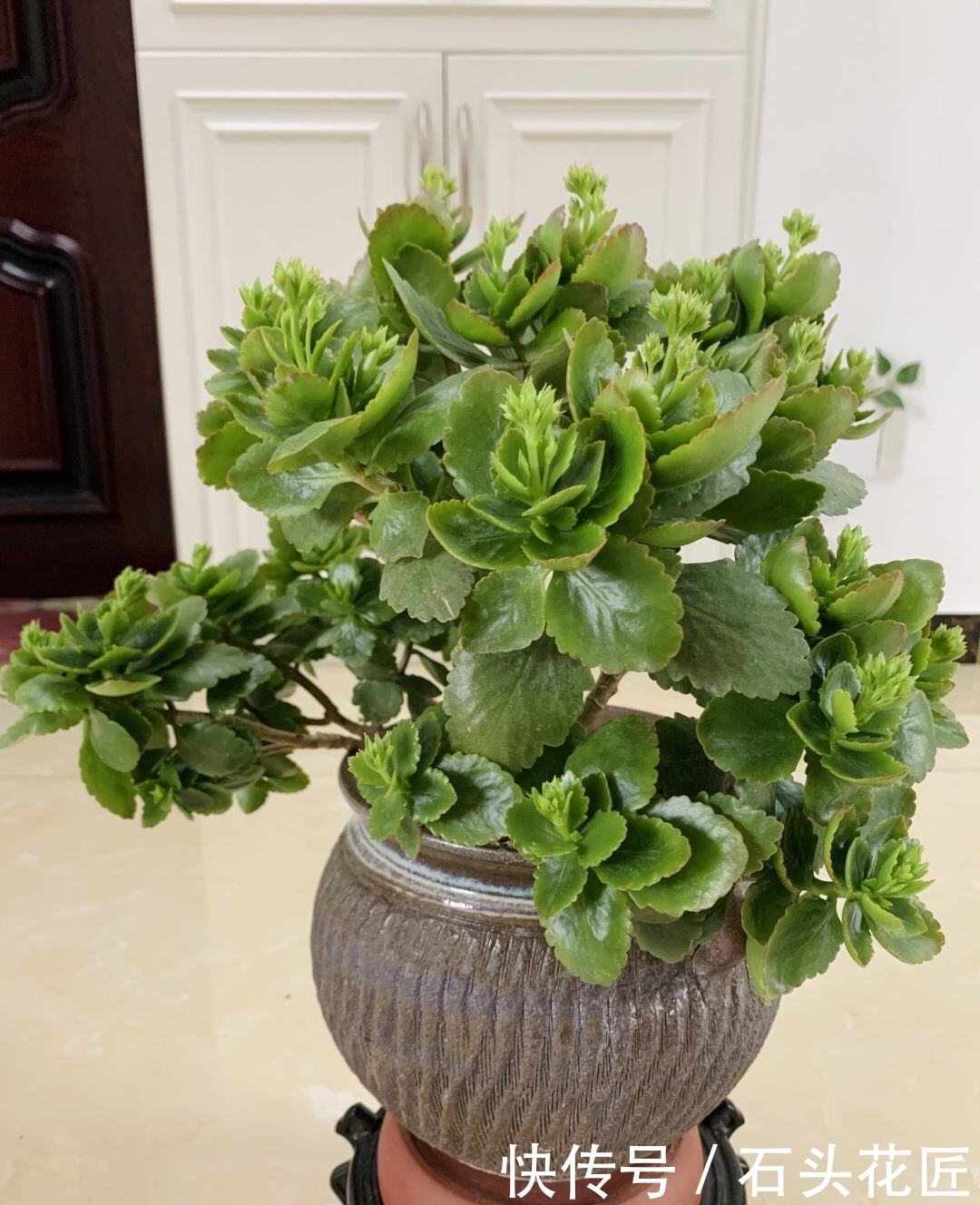 长寿|1盆长寿花长出“25根”花箭,掌握“4个技巧”,你也可以做到