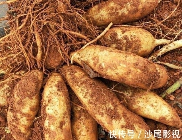 雪莲果|冬天别总吃大鱼大肉,多给家人吃“地下8宝”,补足营养过寒冬