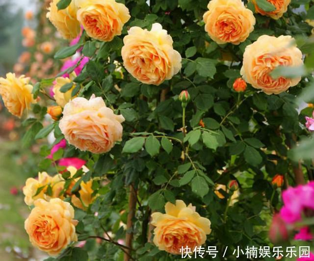 藤彩虹|30岁女主,栽花上瘾,院子不留空地,栽满花卉美成花海