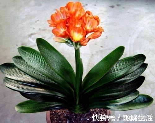 宁旱|给君子兰浇水坚持三个原则,杜绝烂根黄叶,生机勃勃,新叶猛长!