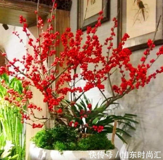 “4种花”旺宅、招财好兆头，寓意好又好养，招财进宝、添福添贵
