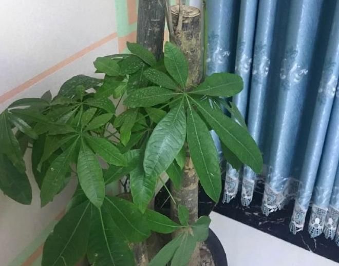  最适合穷养的5种花，盆越小，越长得起劲儿，花开培养成老桩