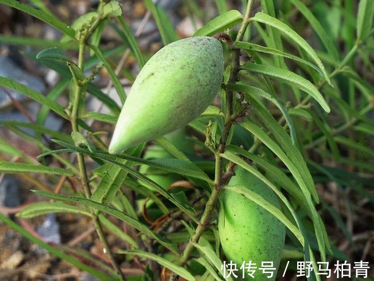 地瓜瓢|女性到了中年，推荐3种食物，改善肠胃，增强体质，有益健康