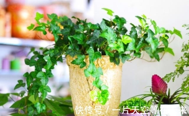 这些懒人“神器”,就是你养花的“绊脚石”,是养不好的主要原因