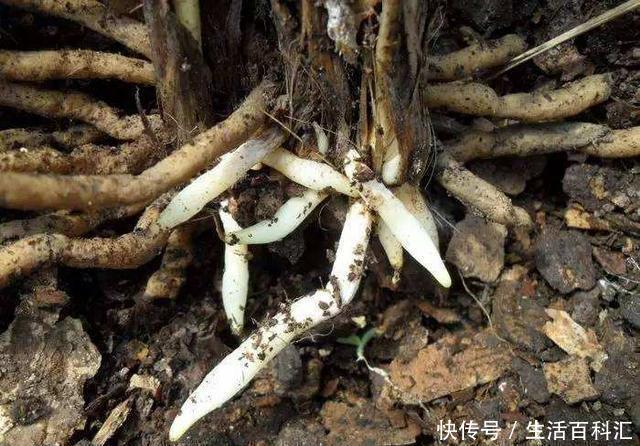 养分|羊粪养花好?3个害处不知道,越养越心烦,还很容易养死