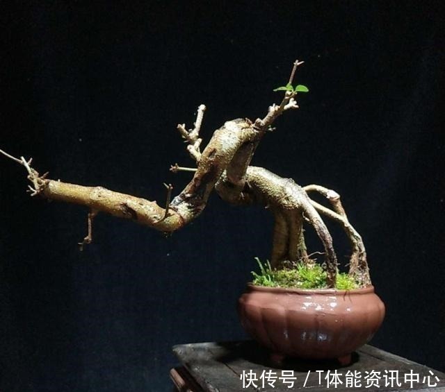 枝干|日本盆景源自中国,其盆景艺术发展迅猛,将盆景艺术推向全世界!