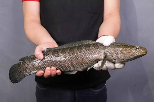 健脾|冬天必吃的4种鱼,通血管、强心脏,补肾又健脾,特别适合老年人