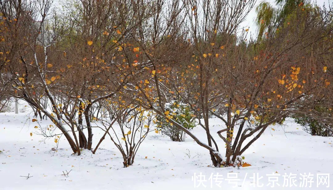 白雪世界|雪色与秋色荟萃出自然之美！