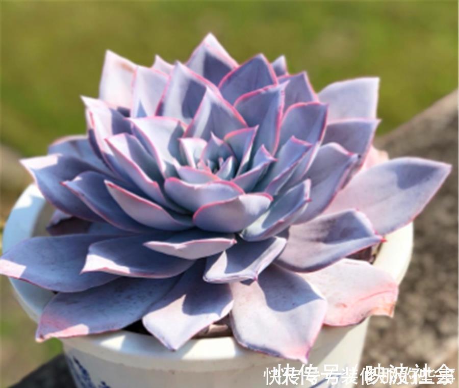 仙子|多肉中的“广寒仙子”,养护过程有4怕,学会了仙气飘飘幽蓝高贵