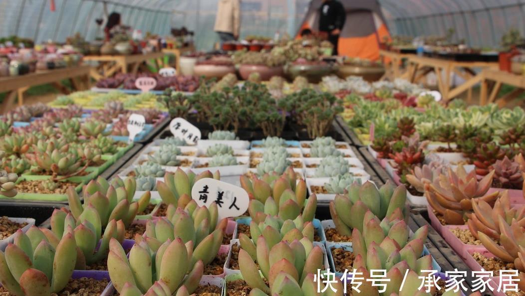 放手|符合这些条件之一，就不太适合养多肉植物，放手吧，省钱省心了