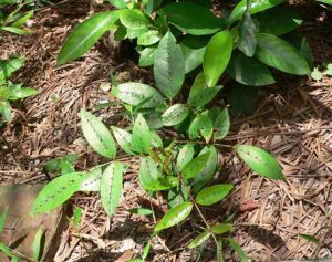 制法|神奇止痛方!腰突、颈椎病、肩周炎、滑膜炎1分钟见效!永不复发