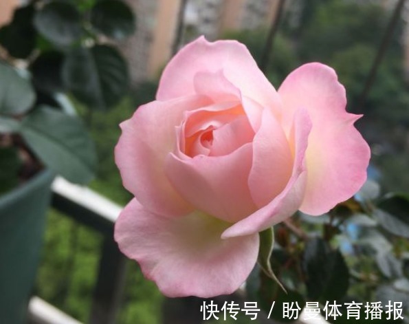 花瓣|10个最奇葩的月季品种,你可能一个都没见过!