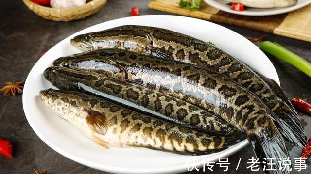 钓友钓上来一条大黑鱼,没敢带回家,看了看赶紧放了,什么情况