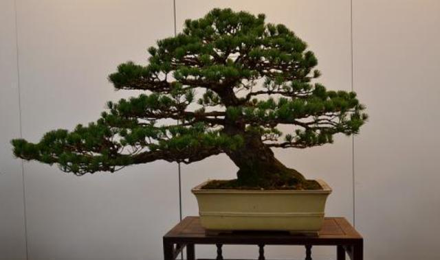 元素|养花肥料“花多多”种类多，养花只需“4种”，不用再买其他肥料