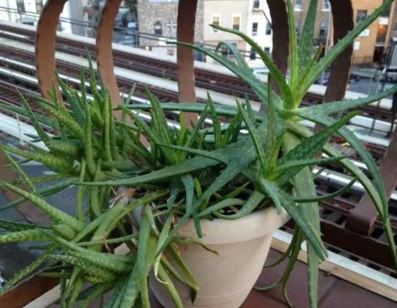 繁殖芦荟怎么给侧芽分株移栽3步操作，让一株变十多株