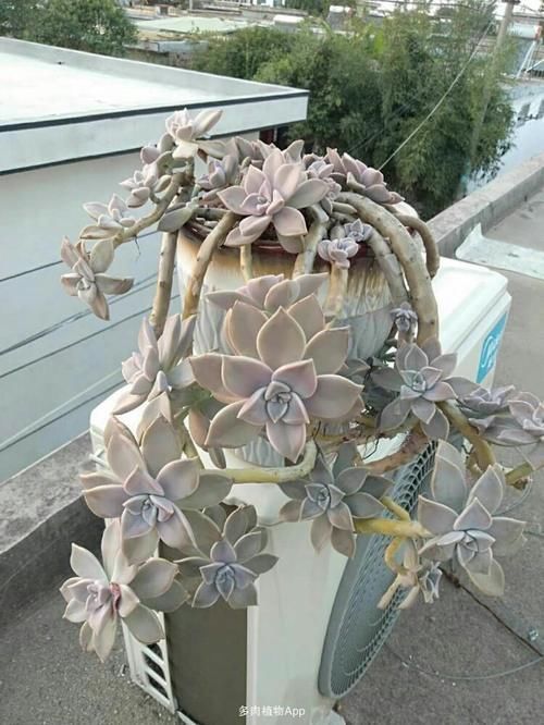 都在养“多肉”？那你见过养了15年的“胧月”，是什么样吗？