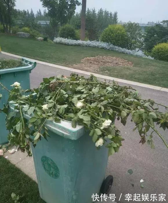 你扔掉的月季、蝴蝶兰,被我捡回来,养了1个月,嗖嗖冒“花芽”