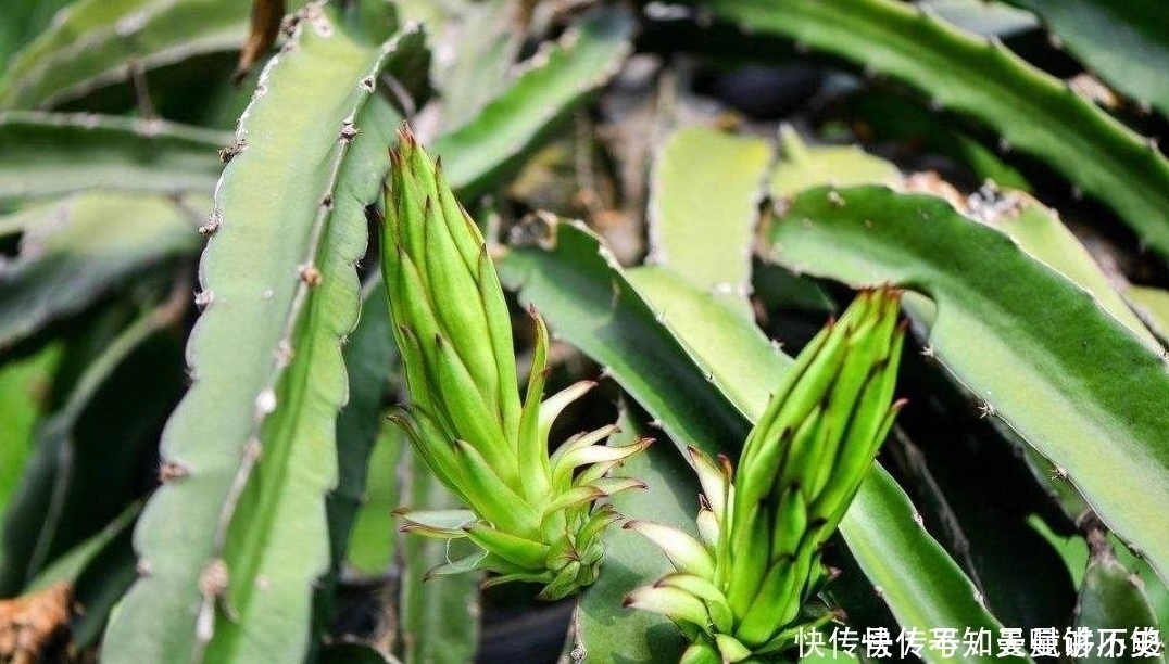 龙骨为什么可以“镇宅”原因只有3点,点点“合人心意”