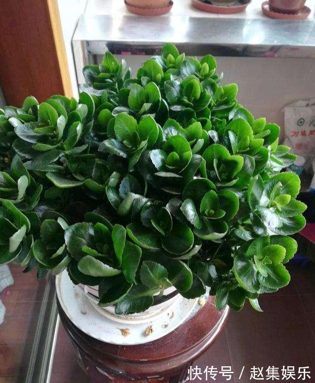 长寿花干瘪瘪改了3个小错误，新芽嗖嗖窜，爆花很简单