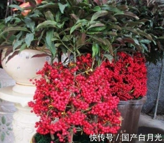 元宝树|农历8月初9白露后，养什么植株？以下3种植株，财源广进富贵吉祥